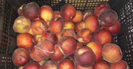 Se venden melocotones importados, maduros 500 kg Actualmente en