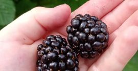 Vendo moras Thornfree injertadas, directamente de la plantación. Se