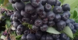 Venta de fruta fresca de aronia. Lo cultivo en