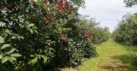 Vendo cereza &quot;ŁUTÓWKA&quot;, rasgada a mano, elección de embalaje