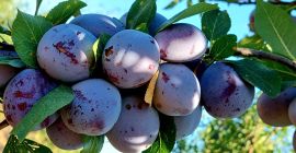 Las ciruelas frescas Cabardinca tienen calibre 45+mm. Tenemos alrededor