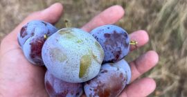 Produce ciruela stanley, anaspath