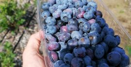 Hola, vendo blueberry blueberry, cortado a pedido, el precio