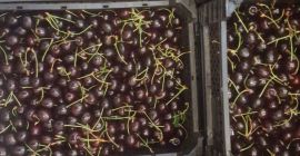 Cereza a la venta: Staccato claro y cordia oscura