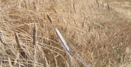 LIMETS Búlgaro, Monograno, Cosecha 2021! Cultivado en campos limpios