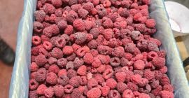 calidad premium --- EXPORTACIÓN Información en +381653 875 233