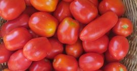 Tomate orgánico de Villa María. Para salsas frescas y