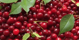 Venderé cerezas recogidas por encargo, posible transporte a Lublin