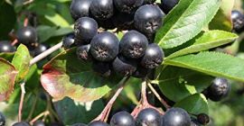 Tengo 20.000kg de Aronia Nero que es 100% ECOLÓGICA.