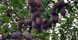 De momento tengo dos variedades de ciruelas: Gek y