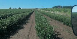 Frutos de aronia, de plantas obtenidas in vitro, en