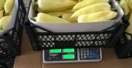 calidad premium --- EXPORTACIÓN Información en +381653 875 233