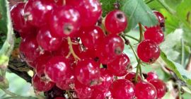 Venderé una variedad de grosella roja de alta calidad