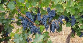 Viñedo Dealul Bujorului - Galati Vendemos uvas de vino