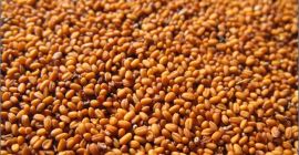 Nuestra empresa SEEDMARKET LLC, con sede en Moscú, Rusia,