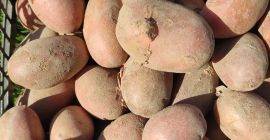 Hola, venderé papas orgánicas de un productor polaco, variedad