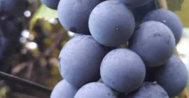 Ecológico, no derramado, perfecto para zumos y vinos. El