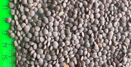 Pureza de CORTEX 99.5-99.9% PARA CADA PROPÓSITO