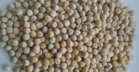 Groch Żółty /Los guisantes amarillos se pueden volver a