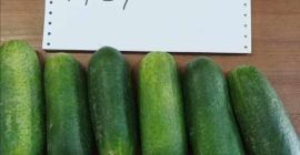 Venderé pepino molido en toneladas: 15+ 100€/t 12-15.180€/t 9-12