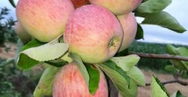 Venderé una manzana Piros recién cortada. Precio negociado. Número