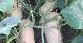 Matilda f1 plantando calabazas a la venta