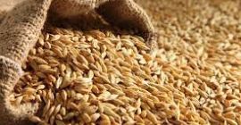 Somos los mejores proveedores de productos agrícolas de calidad,