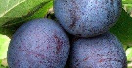 Vendo algunas toneladas de ciruela lepotica dura con deslustre