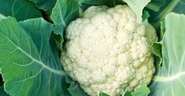 Somos mayoristas de Giessen/Alemania y buscamos coliflor u otras