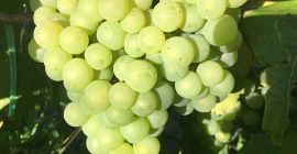 Vendo uvas de mesa Chasselas y uvas de vino