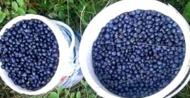 Venderé arándanos frescos de las montañas Jizera, cosechados todos