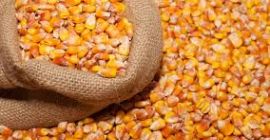 Nueva cosecha 2022 Espere hasta 2000t para la venta