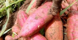 Complete Farmer ofrece batatas frescas de alta calidad provenientes