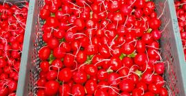 Venderé grandes cantidades de rábano. Rábano túnel, mercancías de