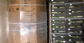 Ofertamos repollo calibre 1,5-3,5 kg. Tamaño típico del mercado.