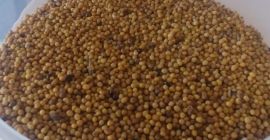 Mostaza amarilla, limpia, seca, buena germinación cosecha 2021