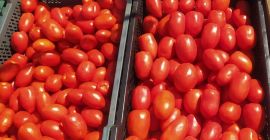 Vendo sabrosos tomates limeños