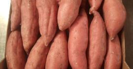 Batata Egipcia del Grupo HNTS. Tallas: M, L1, L2,