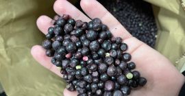 Arándano, clase B, 25 kg cada uno, precio 3,35