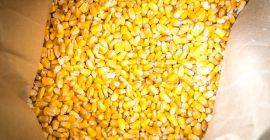 Maíz amarillo Maíz amarillo/Especificación de maíz: Nombre del producto
