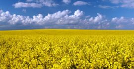 Nuestra compañía &quot;MEGABUD&quot; (Ucrania) está lista para ofrecerle cooperación