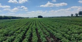 Venderé papas Denar directamente del campo, alrededor de 18-20