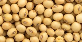 Somos exportadores y proveedores a granel de Bénin Soybean