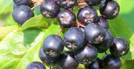 Vendo aronia de temporada