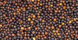 ¡Hola! Somos una empresa ucraniana que vende colza (cosecha