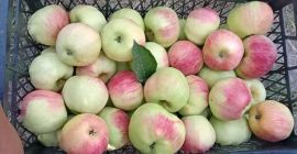 Vendo frutas y verduras orgánicas: manzanas, ciruelas pasas, pimientos,