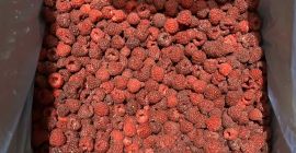 Mjedra Mapema, polca