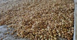 Vendo cebollas de primera calidad.