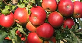 a la venta manzanas orgánicas certificadas. Póngase en contacto