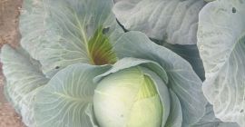 Variedad agresora ideal para ensilaje